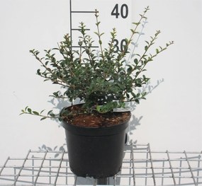 Osmanthus delavayi - pot - 30-40 cm - struik