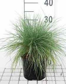 Festuca glauca 'Elijah Blue' - pot 3L -
