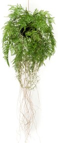 Varen met wortels Kunstplant - 35 cm