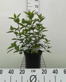 Hydrangea paniculata 'Polar Bear' - pot - 40-50 cm