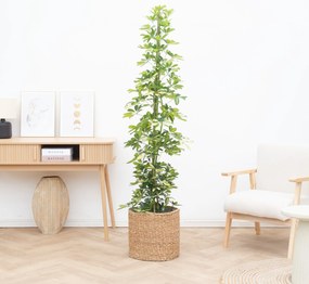 Schefflera Gold Capella struik - 150cm