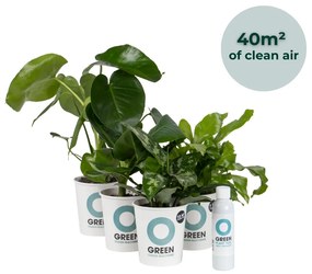 Ogreen - Indoor Jungle