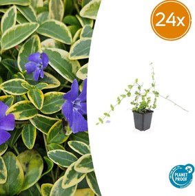 Vinca Minor 'Blue and Gold' - 20cm