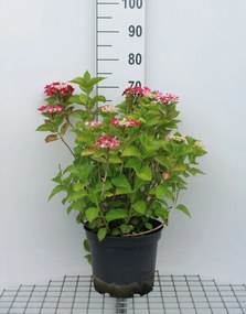 Hydrangea macrophylla'Rotkehlchen'- pot 10L - 40-60 cm