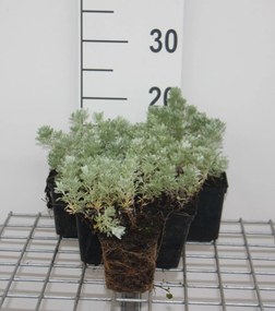 Artemisia schmidtiana 'Nana' - pot 9x9 cm