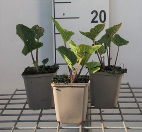Crambe cordifolia - pot 9x9 cm -
