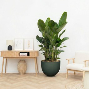 Combi deal - 3x Strelitzia Nicolai 6 stek inclusief pot Jumbo Mila Pine Green - 200cm