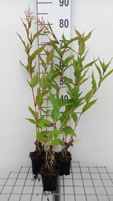 Persicaria polymorpha - pot 9x9 cm -