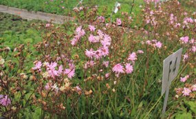 Lychnis flos-cuculi 'Petite Jenny' - pot 9x9 cm -