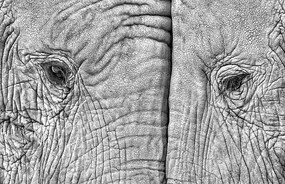 Kunstfotografie Close-up of two elephants standing face to face, juanluis_duran, (40 x 26.7 cm)