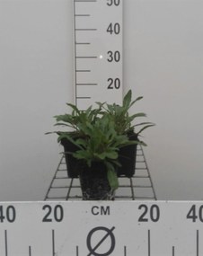 Gaura lindheimeri - Prachtkaars - pot 9x9 cm -