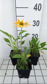 Echinacea purp. 'Espinoso Yellow' - pot 9x9 cm -