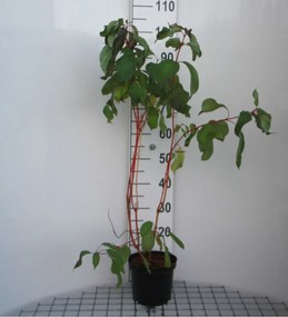 Cornus alba 'Minbat' (Baton Rouge) - pot - 40-60 cm -