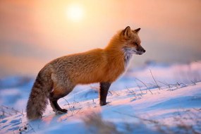 Foto Red Fox In The Morning Sun, Darren Langdon