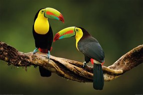 Poster Vogelstand - Toucan