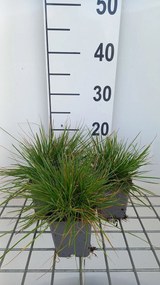 Deschampsia cespitosa 'Pixie Fountain' - pot 9x9 cm
