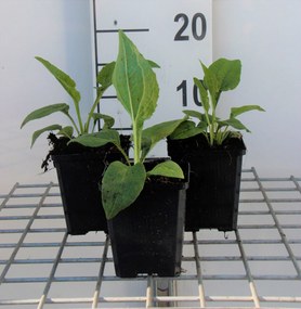 Echinacea purpurea 'White Swan' - pot 9x9 cm -