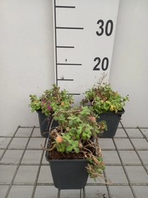 Arabis caucasica 'Pinkie' - pot 9x9 cm