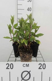 Aster ageratoides 'Asran' - pot 9x9 cm