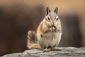 Kunstfotografie Chipmunk sitting up to eat, facing the viewer, Alice Cahill, (40 x 26.7 cm)