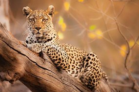 Foto A portrait of a leopard resting in a tree, Jami Tarris