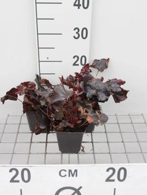 Heuchera 'Obsidian' - pot 9x9 cm -