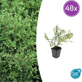 48x Symphoricarpos ch. 'Hancock' - ↕10-25cm - Ø9cm