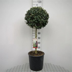 Ligustrum delavayanum - pot 18L - halfstam boom