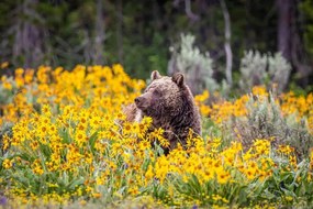 Foto Grizzly Bear in Spring Wildflowers, Troy Harrison, (40 x 26.7 cm)