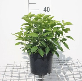 Philadelphus coronarius - pot - 50-60 cm -