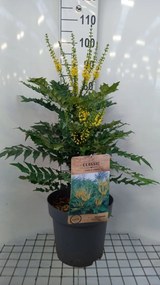 Mahonia x media'Winter Sun'- pot 12L - 60-80 cm
