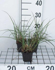 Miscanthus sinensis 'Kleine Silberspinne' - pot 9x9 cm