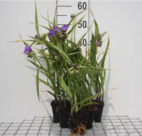 Tradescantia 'Leonora' - pot 9x9 cm