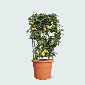 Citrus Lemon op rek - 160cm