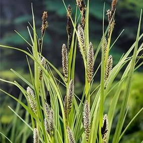Carex riparia - pot 9x9 cm -
