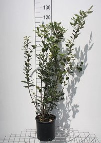 Quercus ilex - pot 5L - 80-100 cm
