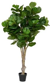 Ficus Lyrata Extra large Green | Cavetown