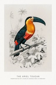 Kunstdruk The Ariel Toucan (Bird / Zoology) - Charles D'Orbigny, (26.7 x 40 cm)