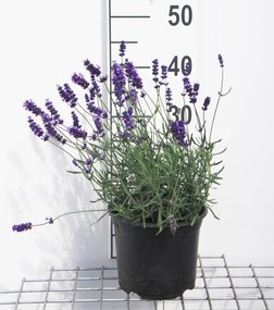 Lavandula angustifolia 'Hidcote' - pot 3L (Lavendel) -