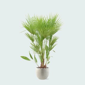 Combi deal - Chamaerops Humilis inclusief pot Grigio new egg - 170cm