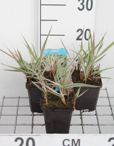 Phalaris arundinacea 'Picta' - pot 9x9 cm