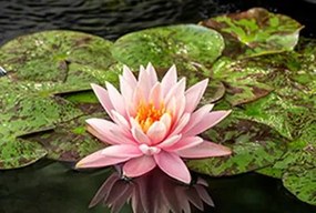 Nymphaea 'Colorado' - pot 11x11 cm