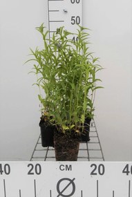 Nepeta nervosa - pot 9x9 cm