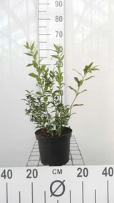 Sarcococca ruscifolia - pot - 20-25 cm