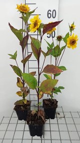 Helianthus decapetalus 'Triomphe de Gand' - pot 9x9 cm -