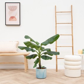Combi deal - Bananenplant (Musa) inclusief Elho Ocean Round - 110cm