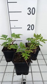 Angelica gigas - pot 9x9 cm -