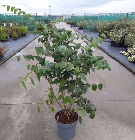 Decaisnea fargesii - pot 12L - 100-125 cm