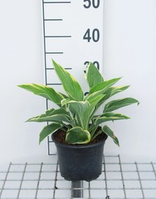 Hosta'Fortunei Aureomarginata'- pot 3L