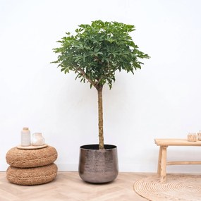 Schefflera op stam - 200cm
